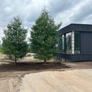 Trees provide excellent cooling and protection for your house.